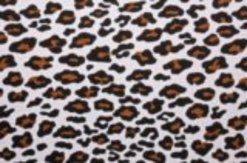 Cheetah Alex
