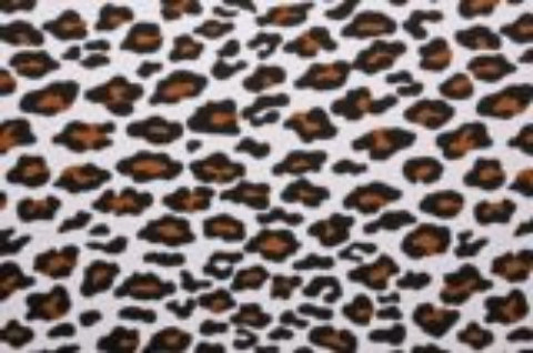 Cheetah Alex
